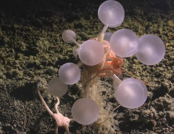 Nueva esponja carnívora conocida como esponja bola de la muerte, hallada a 3601 metros de profundidad al este de la isla Montagu