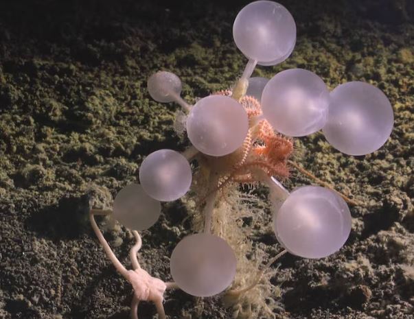 Nueva esponja carnívora conocida como esponja bola de la muerte, hallada a 3601 metros de profundidad al este de la isla Montagu