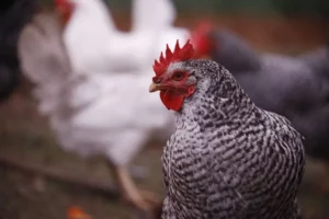 Gallinas en una granja avícola de la localidad cordobesa de La Carlota.