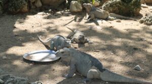 La iguana rinoceronte es un reptil que pertenece a las especies endémicas de la isla, una de las clasificaciones que más habitan en el zoológico.    Arlenis castillo