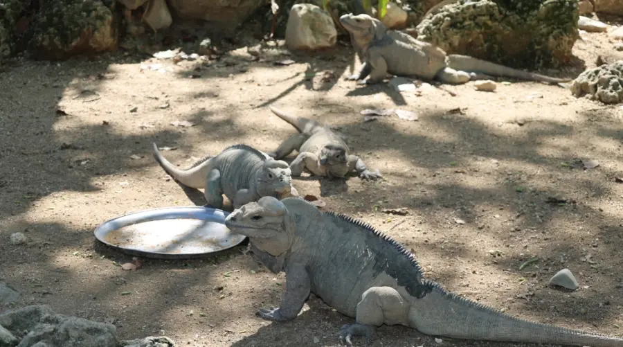 La iguana rinoceronte es un reptil que pertenece a las especies endémicas de la isla, una de las clasificaciones que más habitan en el zoológico.    Arlenis castillo