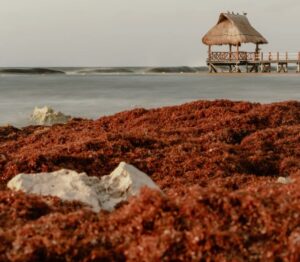El sargazo ha mermado de forma cíclica el turismo de  región.