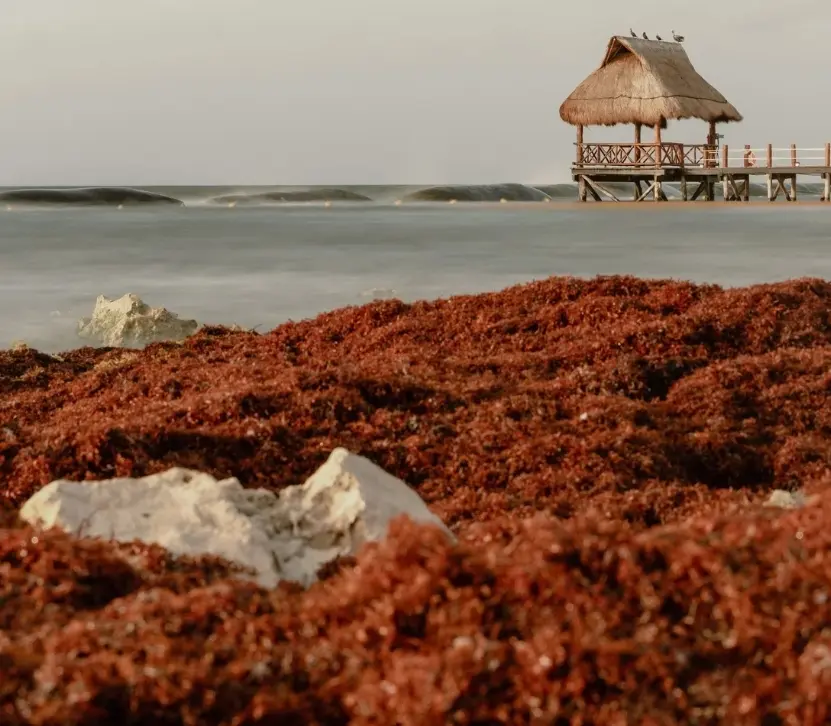 El sargazo ha mermado de forma cíclica el turismo de  región.