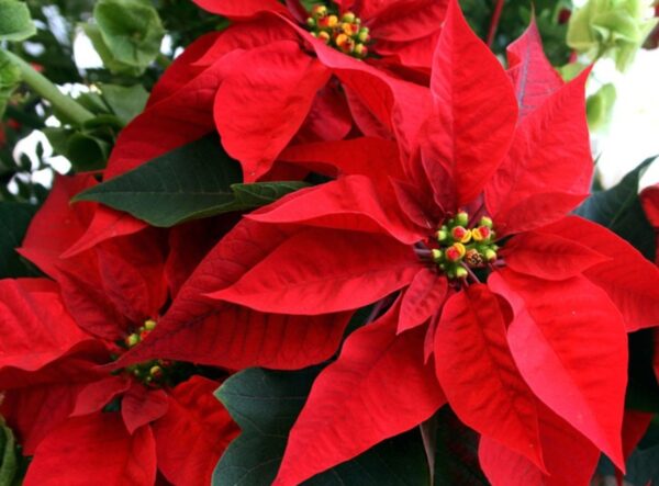 Durante décadas, la flor de pascua se ha convertido en un símbolo de la Navidad.