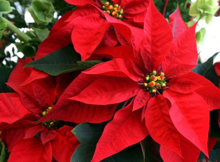 Durante décadas, la flor de pascua se ha convertido en un símbolo de la Navidad.