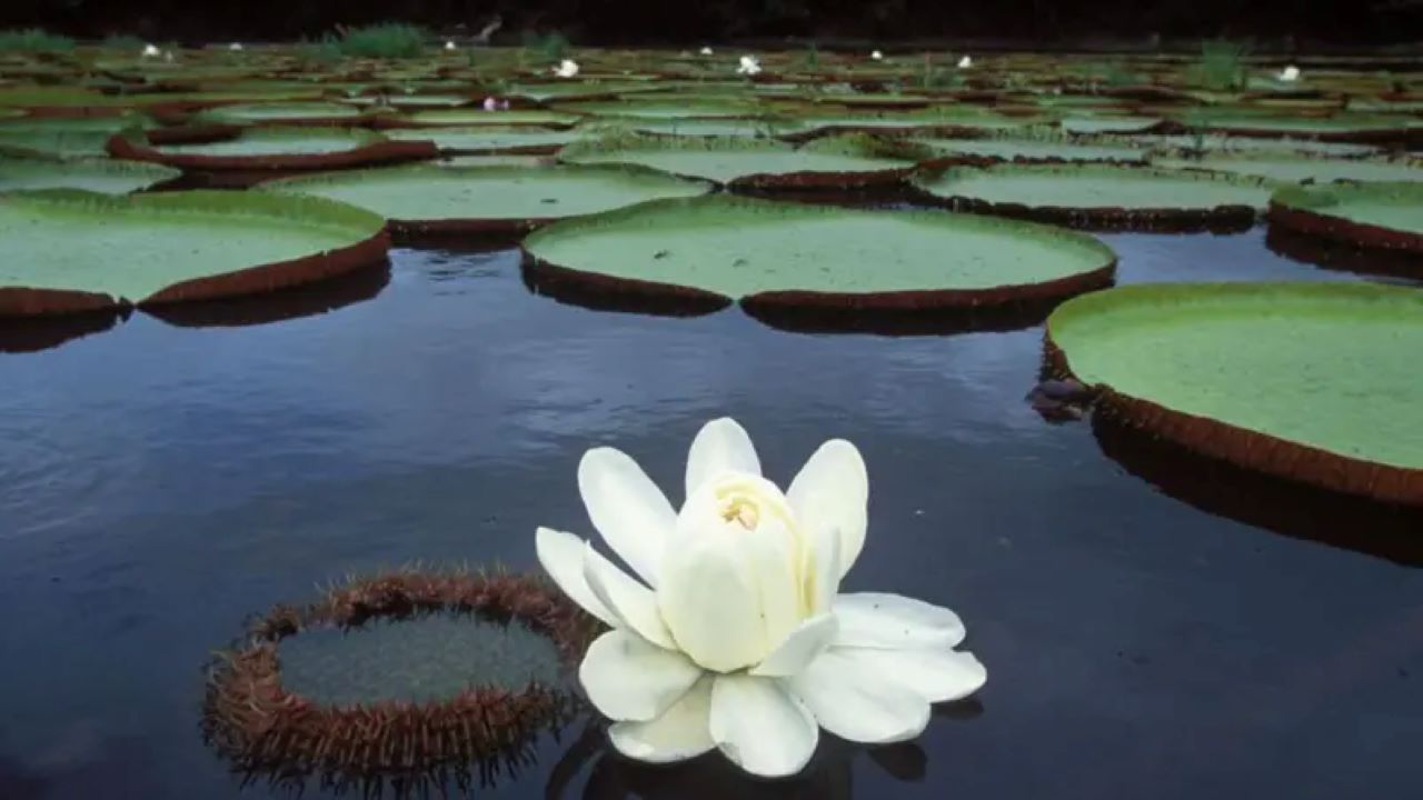 Descubren nuevos secretos de la Victoria amazonica, un gigante de la botánica