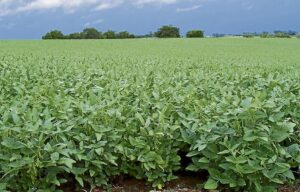 Se cultiva bajo prácticas agrícolas responsables.