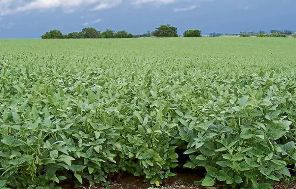Se cultiva bajo prácticas agrícolas responsables.