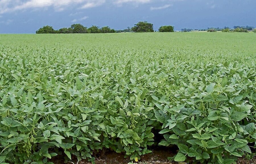 Se cultiva bajo prácticas agrícolas responsables.