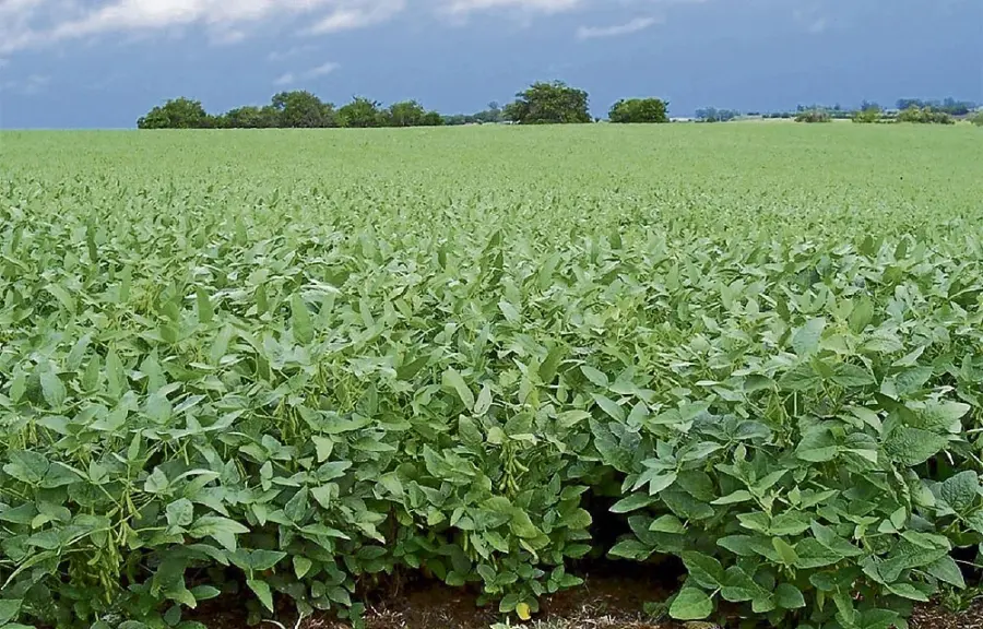 Se cultiva bajo prácticas agrícolas responsables.