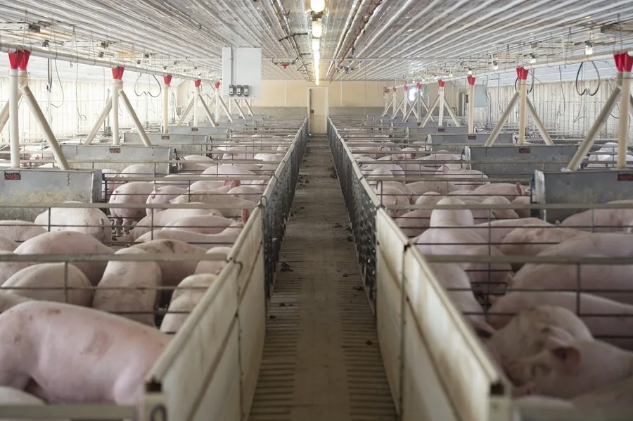 Fotografía de cerdos en una granja.