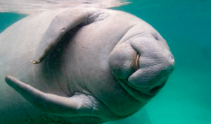 Manatí dominicano. Fuente externo.