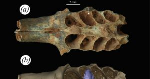 Hallan nidos fósiles de abejas construidos en las mandíbulas de mamíferos prehistóricos