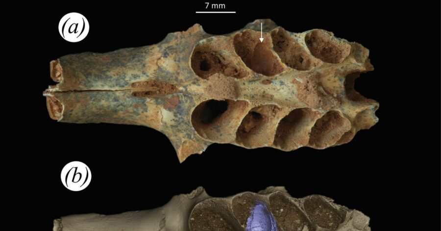 Hallan nidos fósiles de abejas construidos en las mandíbulas de mamíferos prehistóricos