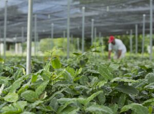 Las plantas ofrecen múltiples  beneficios , desde  regular la temperatura, ser comestibles , medicinales, etc.