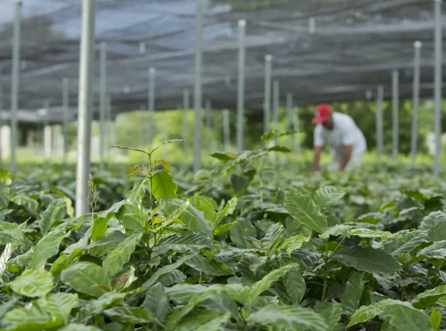 Las plantas ofrecen múltiples  beneficios , desde  regular la temperatura, ser comestibles , medicinales, etc.