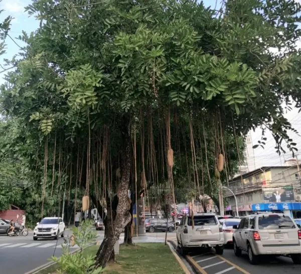 Árbol salchicha