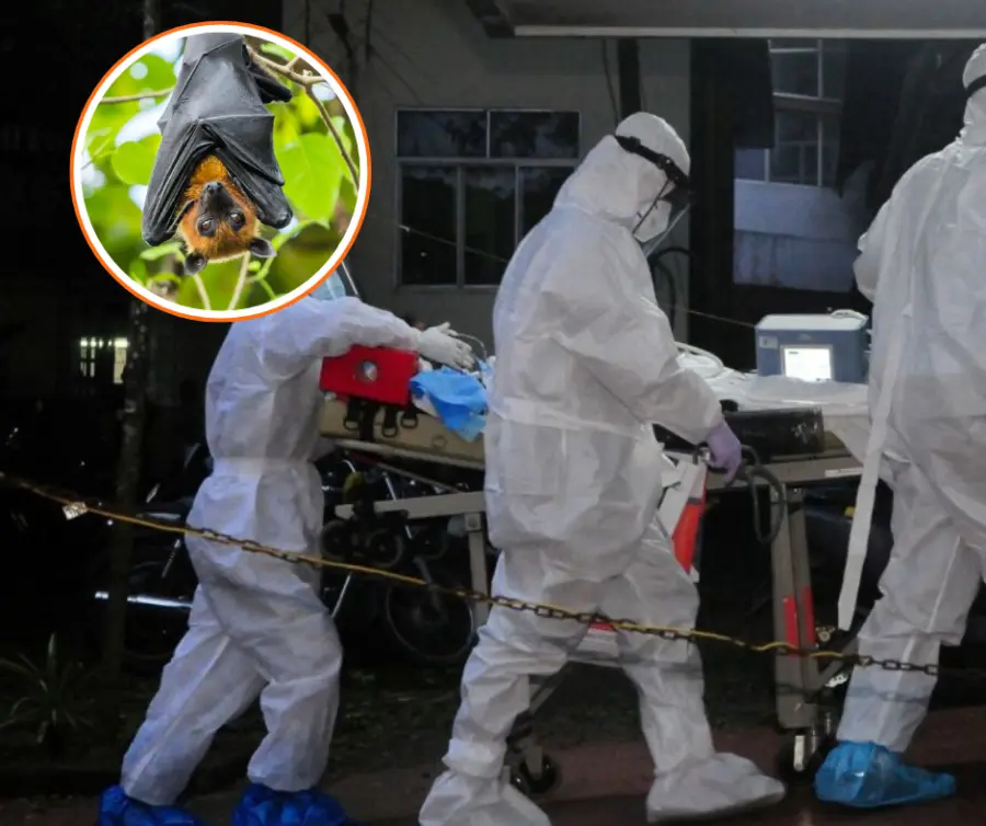 El virus Nipah es un patógeno zoonótico emergente de alta letalidad.