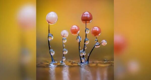 La imagen de Barry Webb Relucientes mohos deslizantes fue galardonada por el público en la categoría Macro de los Nuevos Premios de Fotografía Científica 2025