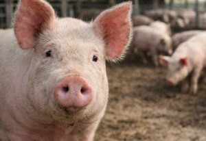 Desde  el 2021 a la fecha  aumentan las granjas de traspatios en el país.