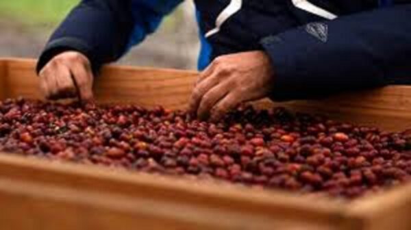 MIGRANTE SALVAN LA COSECHA