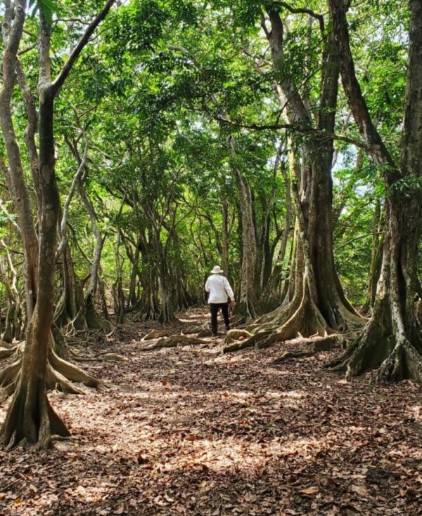 El drago reduce el impacto de inundaciones y eventos meteorológicos extremos.