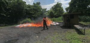 Quema de drogas por parte de la Procuraduría General de la República