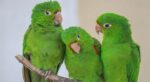 Por su plumaje verde intenso,  los pericos se confunden con la cotorra de La Española, pero son de menor tamaño.