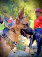 perros en puerto plata