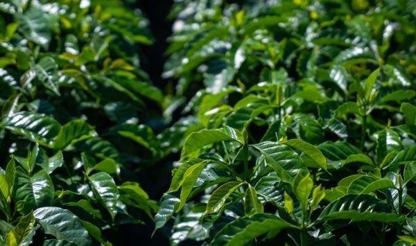 Induban destaca los avances de su programa de asistencia técnica “Café Creciente”.