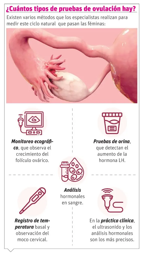 info-OVULACION