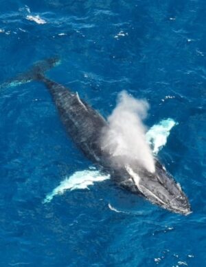 Ballenas son un atractivo para visitantes que esperan temporada para  la inolvidable travesía de observar sus acrobacias.