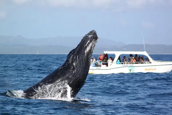 Ballenas jorobadas-RD