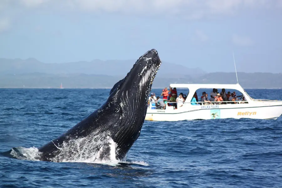 Ballenas jorobadas-RD