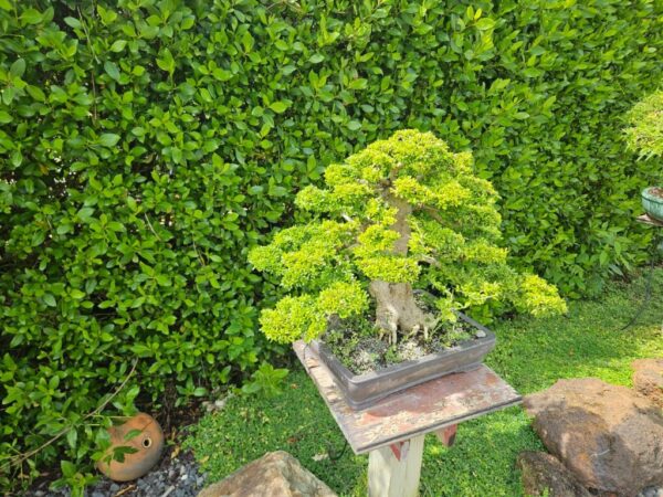 El arte del bonsai en República Dominicana.