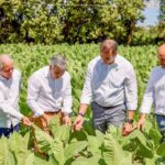 Exportaciones de tabaco y sus derivados aumentaron 1,183 millones de pesos en el 2025