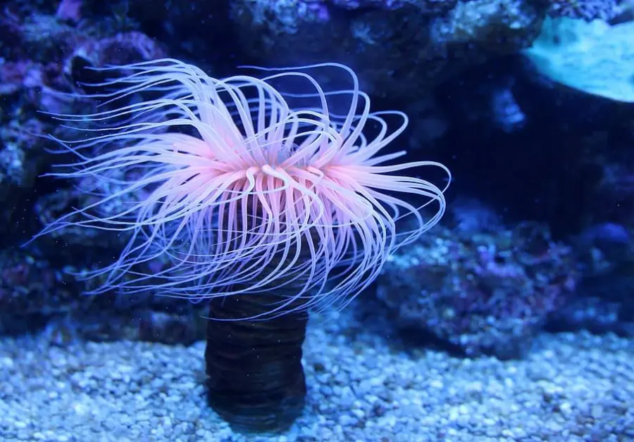 péptido de las anémonas de mar