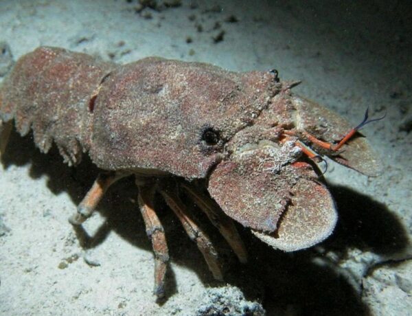 Mamá langosta/ zapatera (Parribacus  antarcticus).