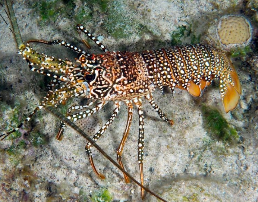 Semana Santa: un período para dar un respiro a la langosta