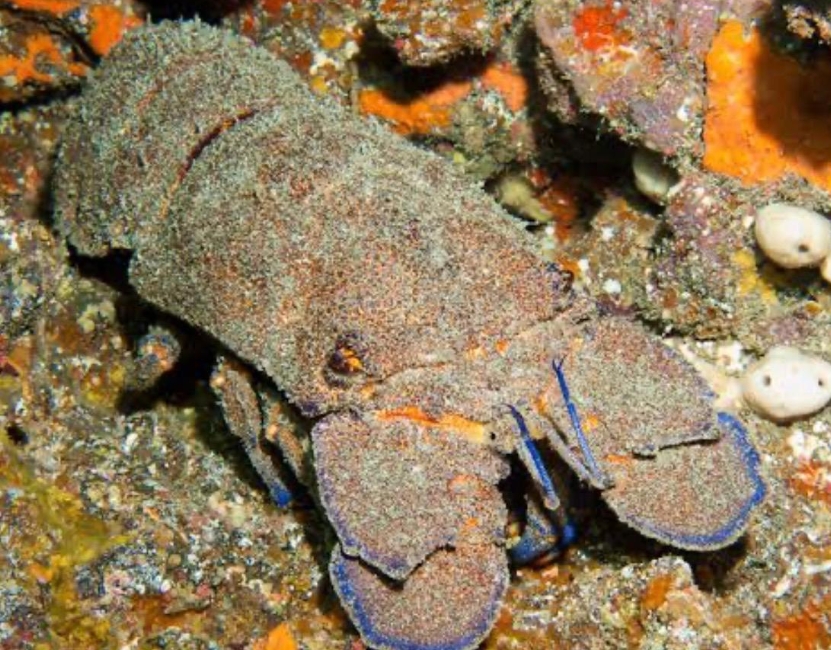 Semana Santa: un período para dar un respiro a la langosta