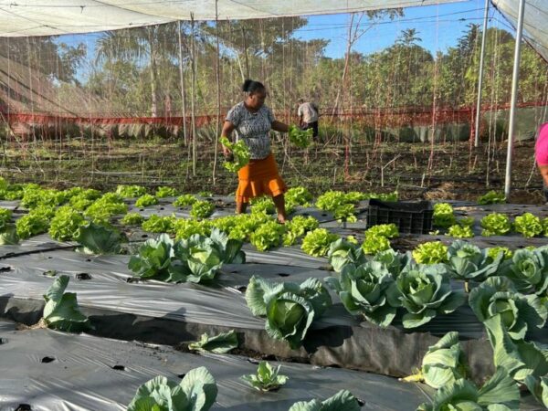 Mujeres que trabajan la tierra.