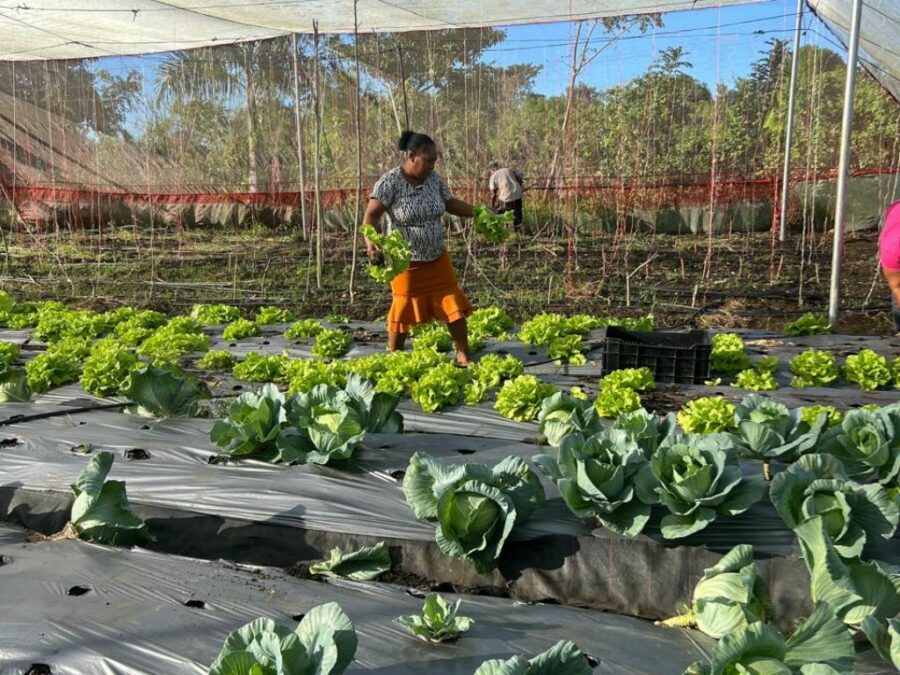 Mujeres que trabajan la tierra.