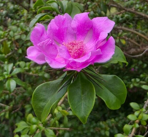 Pereskia quisqueyana