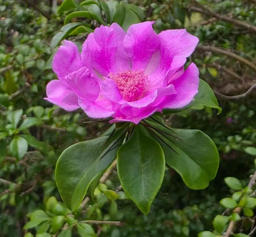 Pereskia quisqueyana