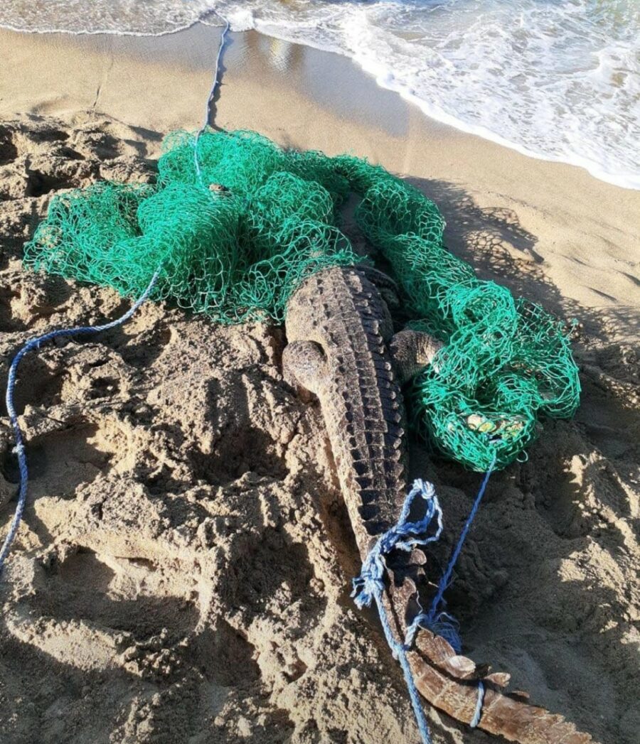 cocodrilo Puerto Plata