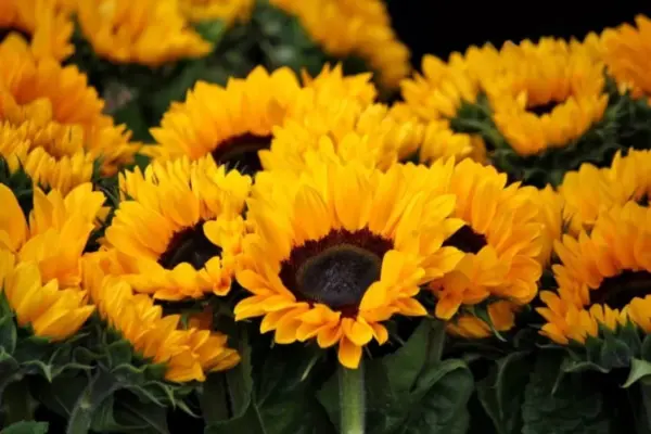 flores amarillas