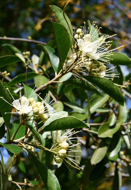 Estatus biogeográfico, mecanismo que ayuda al inventario florístico
