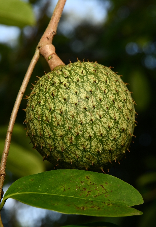 Estatus biogeográfico, mecanismo que ayuda al inventario florístico