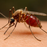 Salud Pública reporta una reducción del 87 % en casos de malaria