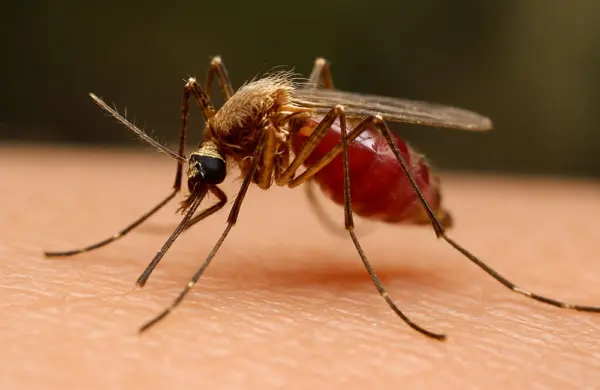 mosquitoMalaris